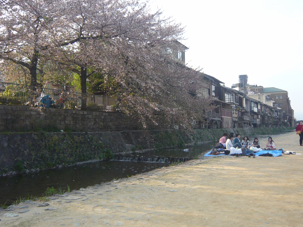p1020242.jpg - Anywhere there are cherry blossoms, you will find Japanese people on picnic blankets.